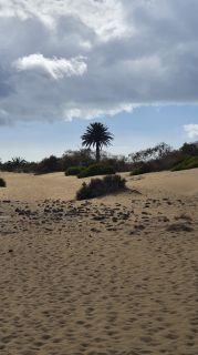 2023-GC--Mapalomas dunas-S123-055.jpg